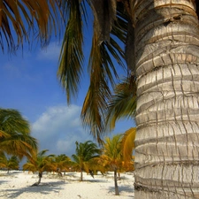 Sky, Palms, Sand