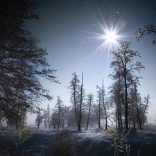 Sky, sun, trees, viewes, forest