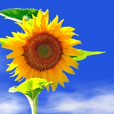 Sunflower, Sky