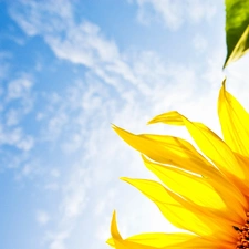 Sunflower, clouds, Sky, Leaf