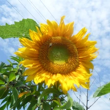 Sky, flower, Sunflower