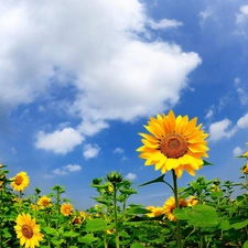 Sky, Field, sunflowers