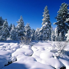 winter, Conifers, Sky, Snowy