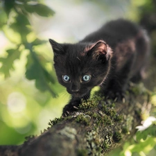 trees, Lod on the beach, kitten, Black, small