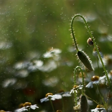 chamomile, drops, snail, bud