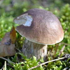 snail, Moss, Bitten, by, Boletus edulis