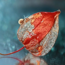 Close, physalis bloated, Snail