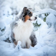 snow, winter, Australian Shepherd, Plants, dog