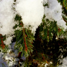 Conifers, snow