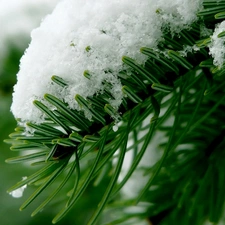 Conifers, snow