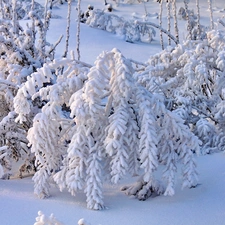 snow, Bush, Covered