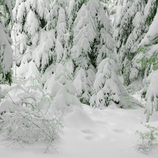 snow, Spruces, Covered
