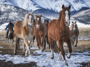 rider, bloodstock, winter, snow, Mountains, cowboy