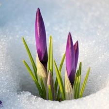 crocuses, snow