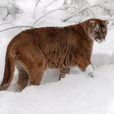 snow, cougar, drifts