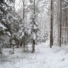 snow, winter, forest