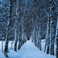 snow, winter, forest