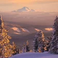 Softwood, trees, drifts, viewes, forest, snow, Frost