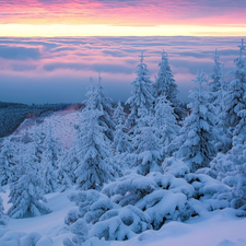 snow, winter, Sunrise, trees, Giant Mountains, Poland, Spruces, Mountains, viewes