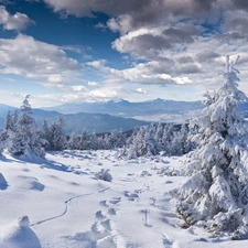 Mountains, winter, snow, Spruces