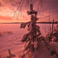 snow, trees, pine, Great Sunsets, winter, viewes