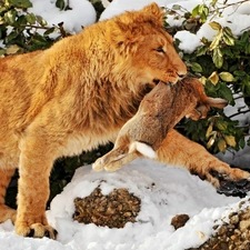 Wild Rabbit, Lion, snow