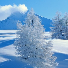 snow, Sky, trees, viewes, Mountains