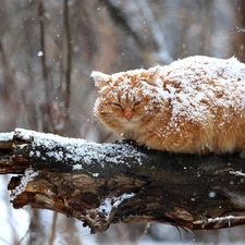 ginger, sprinkle, branch, snow, cat, snow