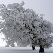 Snowy, viewes, snow, trees