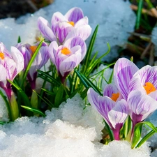 snow, Spring, purple, crocuses, white