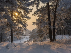 pine, winter, Sunrise, snow, White frost, forest