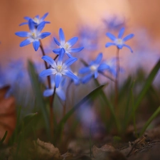 Glory of the Snow, Flowers, rapprochement, Blue