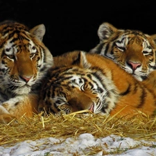 Three, grass, snow, tigress