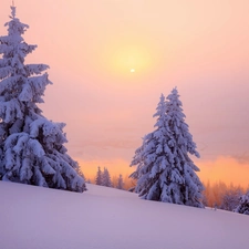 Spruces, winter, trees, snow, Sunrise, Snowy, viewes