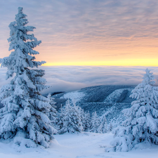 snow, winter, Spruces, Snowy, clouds, Mountains, viewes, Fog, trees