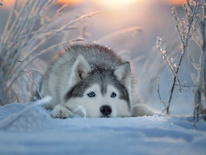 Siberian Husky, muzzle, snow, dog, winter