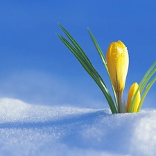 snow, crocus, Yellow