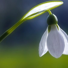 Snowdrop