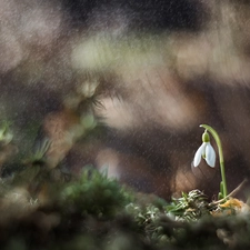 Rain, Colourfull Flowers, Snowdrop