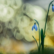 Flowers, snowdrops, Bokeh, Two cars