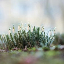 cluster, White, Flowers, snowdrops