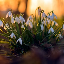 snowdrops, Flowers, cluster