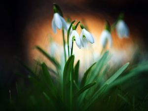snowdrops, cluster, Flowers
