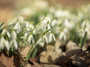 snowdrops, inclined, Flowers