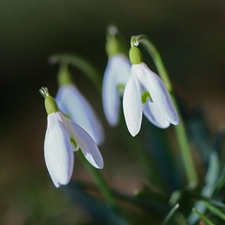 inclined, snowdrops