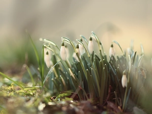 undeveloped, White, Flowers, snowdrops