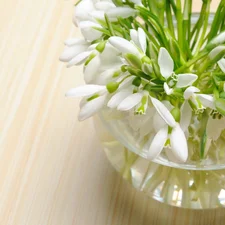 snowdrops, glass, Vase