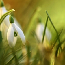 White, snowdrops