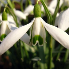 White, snowdrops