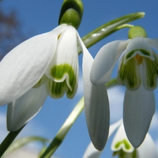 snowdrops